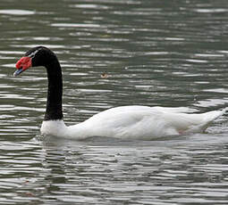 Cygne à cou noir