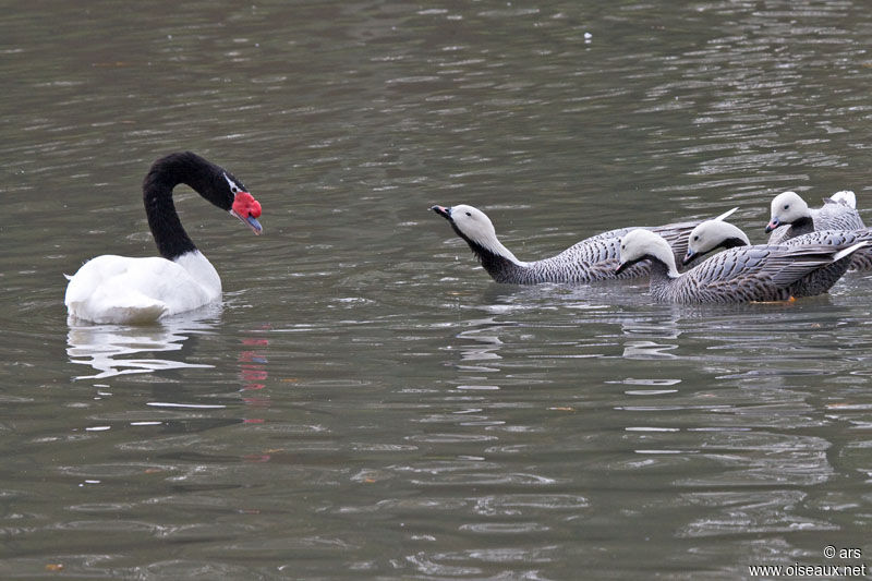 Black-necked Swan, Behaviour