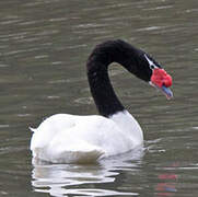 Black-necked Swan