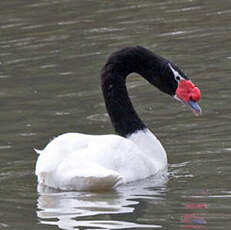 Cygne à cou noir