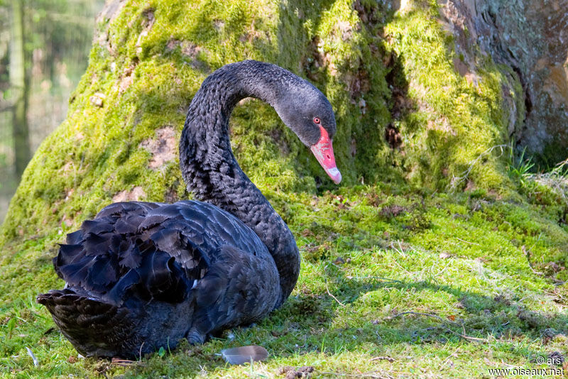 Black Swan, identification