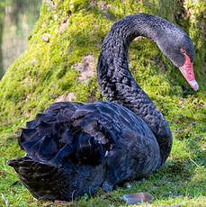 Cygne noir