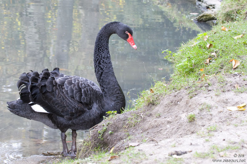 Black Swan, identification