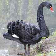 Black Swan