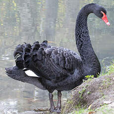 Cygne noir