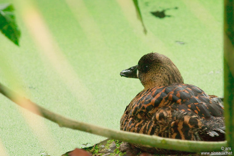 White-backed Duck, identification