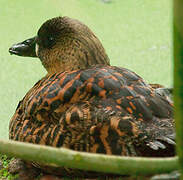 White-backed Duck