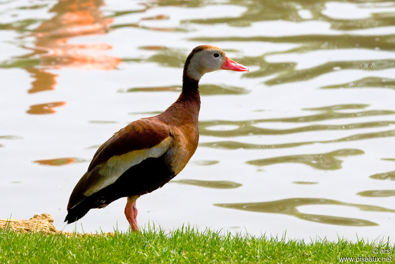 Dendrocygne à ventre noir, identification