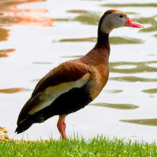 Dendrocygne à ventre noir