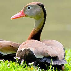 Dendrocygne à ventre noir