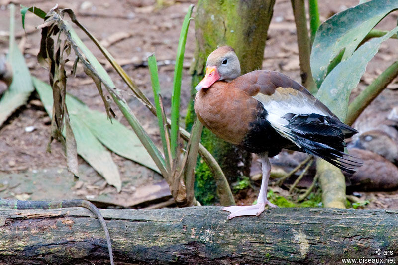 Dendrocygne à ventre noir, identification