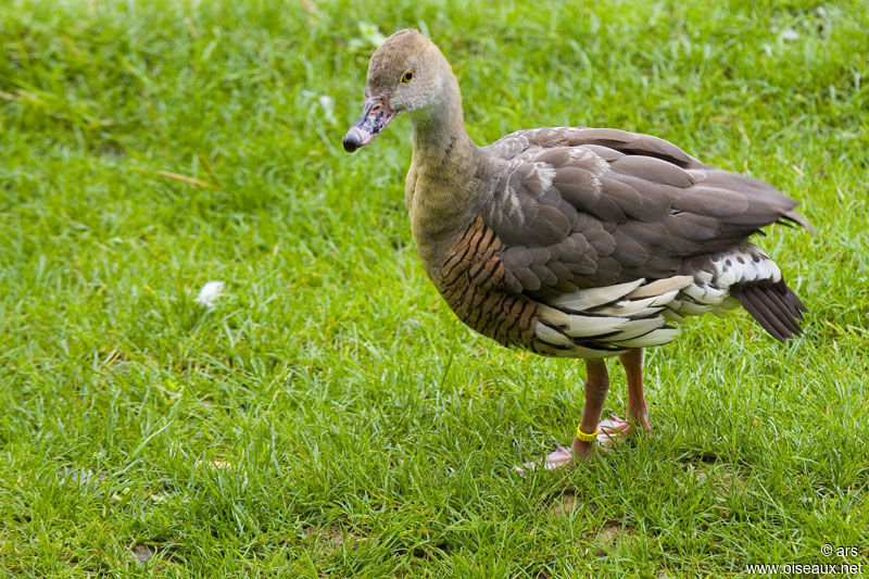 Plumed Whistling Duck, identification