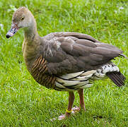 Plumed Whistling Duck