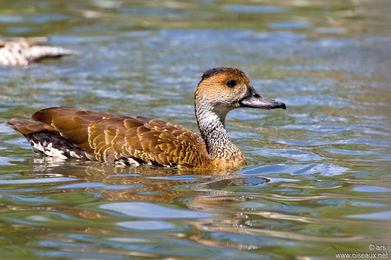 Dendrocygne des Antilles, identification