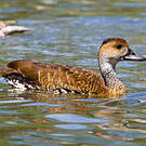 Dendrocygne des Antilles