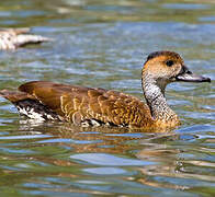 Dendrocygne des Antilles