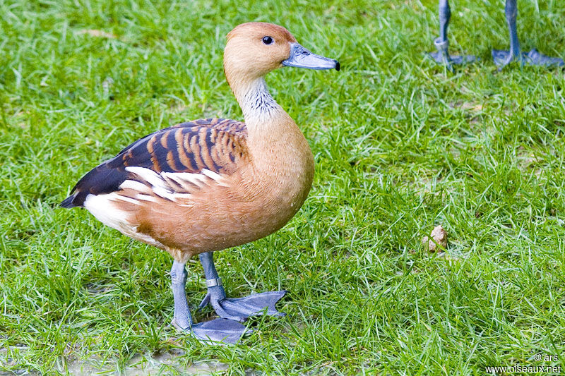 Fulvous Whistling Duck, identification