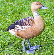 Fulvous Whistling Duck