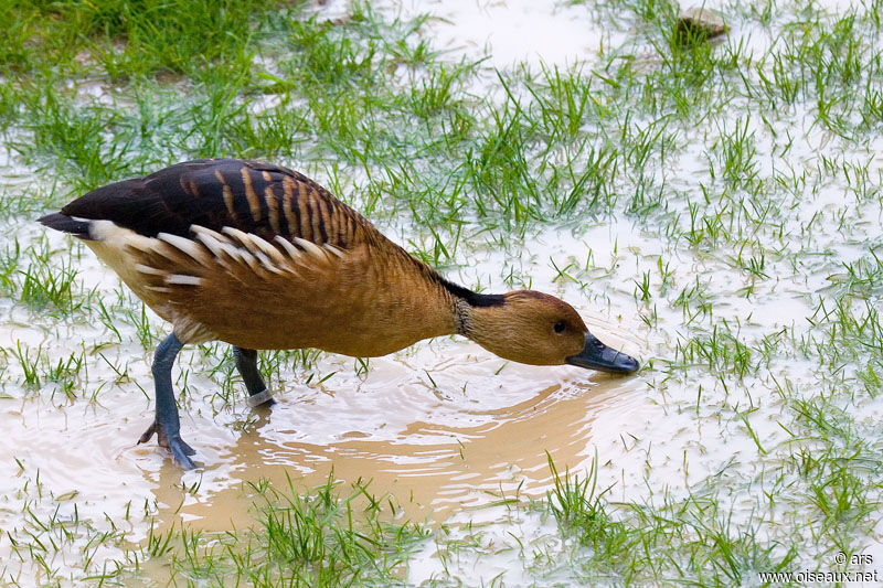 Fulvous Whistling Duck, identification