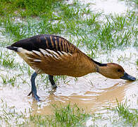 Fulvous Whistling Duck