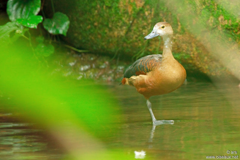 Dendrocygne siffleur, identification