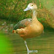 Dendrocygne siffleur