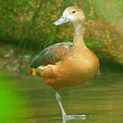 Lesser Whistling Duck