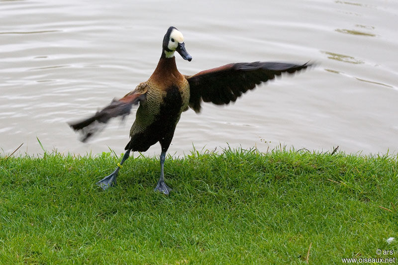 White-faced Whistling Duck, identification