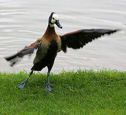 Dendrocygne veuf