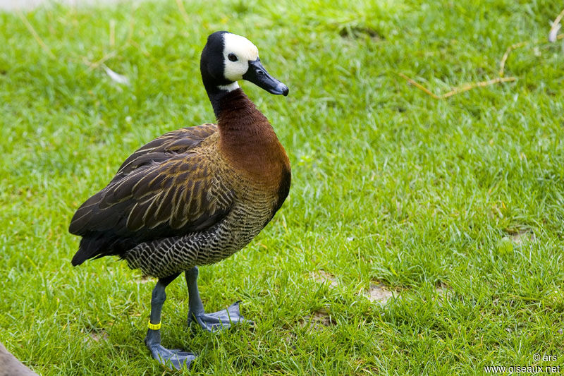 White-faced Whistling Duck, identification