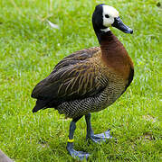 White-faced Whistling Duck