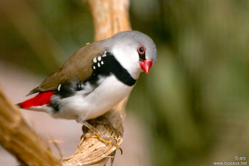 Diamond Firetail, identification