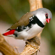 Diamond Firetail