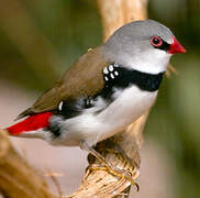 Diamond Firetail