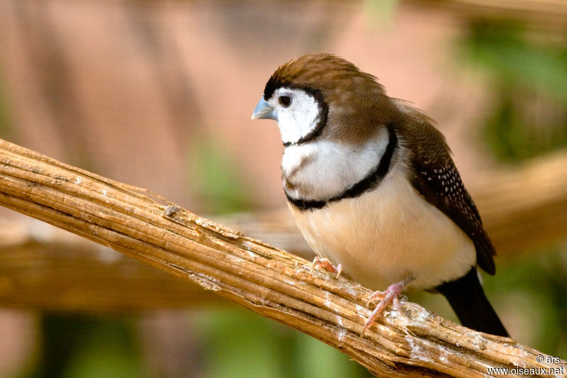 Double-barred Finch, identification