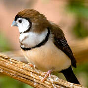 Double-barred Finch