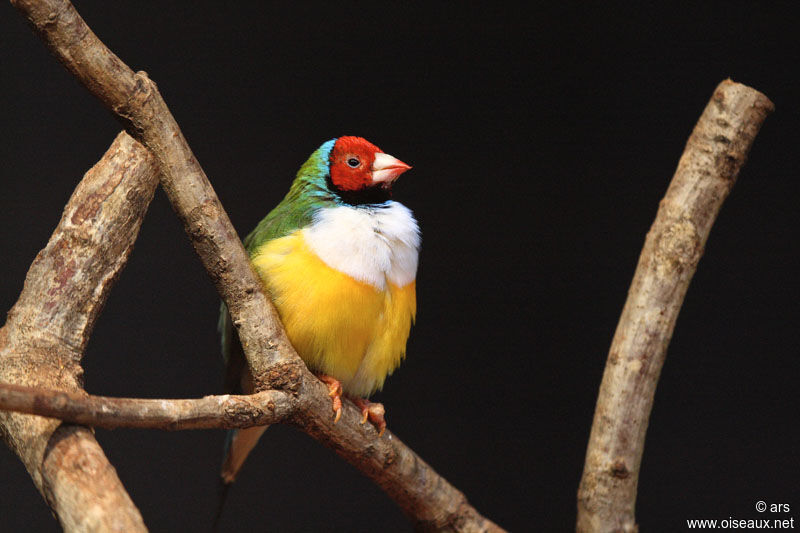 Diamant de Gould, identification