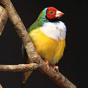 Gouldian Finch