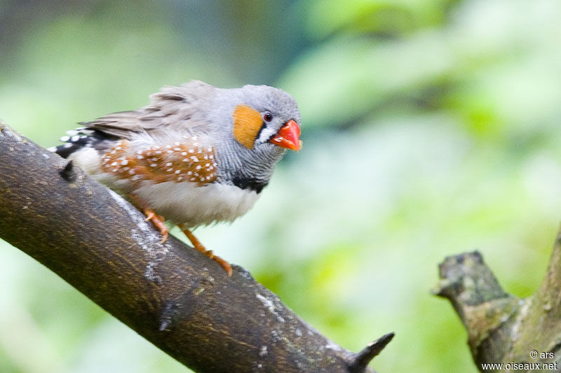 Zebra Finch, identification