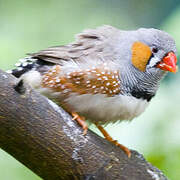 Zebra Finch