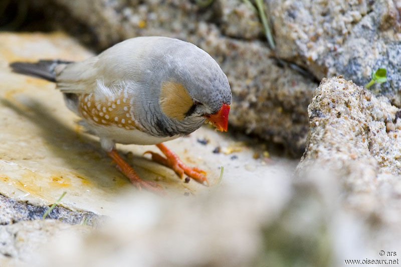 Sunda Zebra Finch, identification