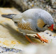 Sunda Zebra Finch