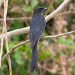 Drongo à gros bec