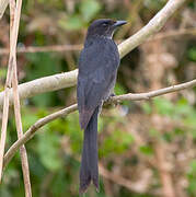 Crow-billed Drongo