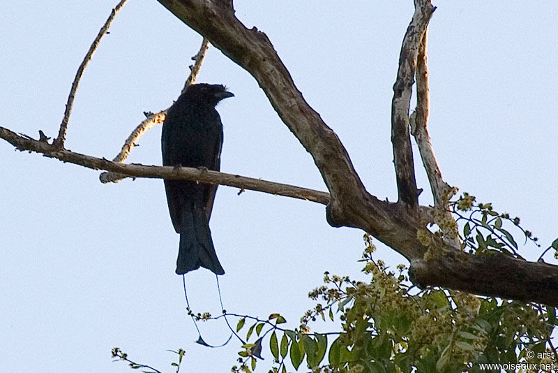 Greater Racket-tailed Drongo, identification