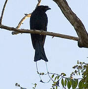 Greater Racket-tailed Drongo