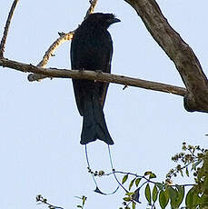 Drongo à raquettes