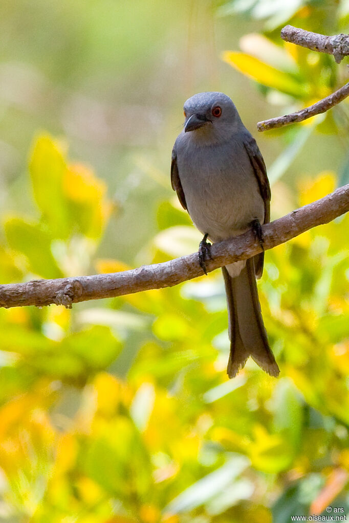 Drongo cendré, identification