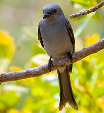 Drongo cendré