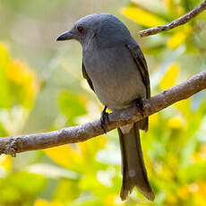 Drongo cendré